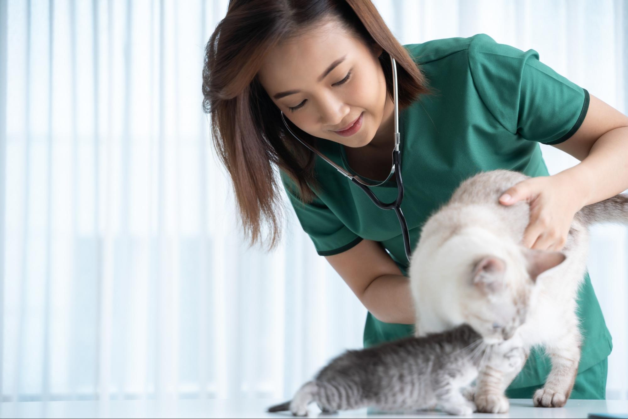 Veterinarian Examining Cats