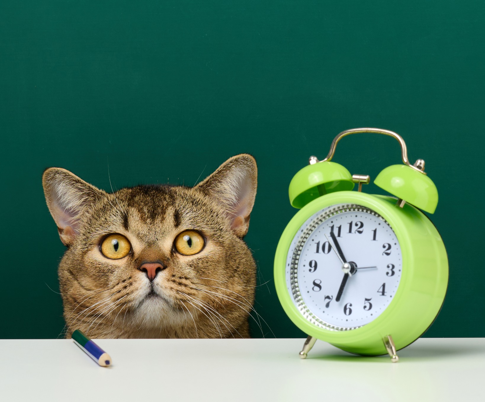 Cat and clock