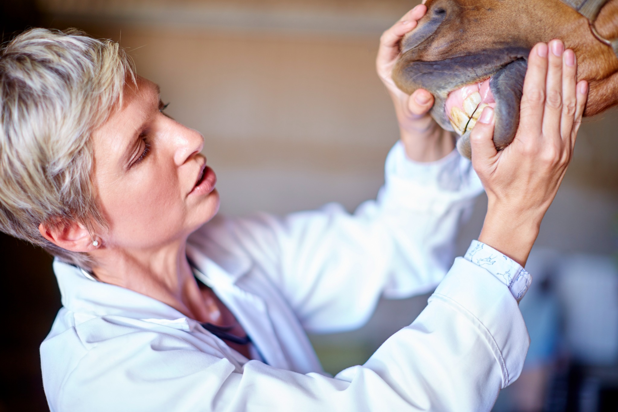 Vet examining horse